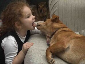el niño besa al perro y se infecta con parásitos