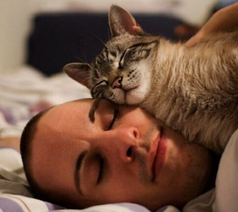 dormir con un gato como causa de infestación de parásitos